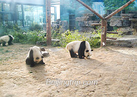 beijing-panda